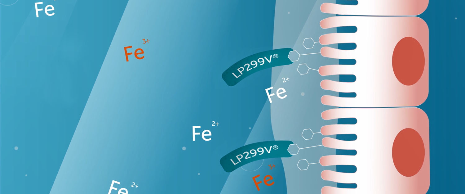 Probi Ferrosorb Mode Of Action 2 Web 1500X625