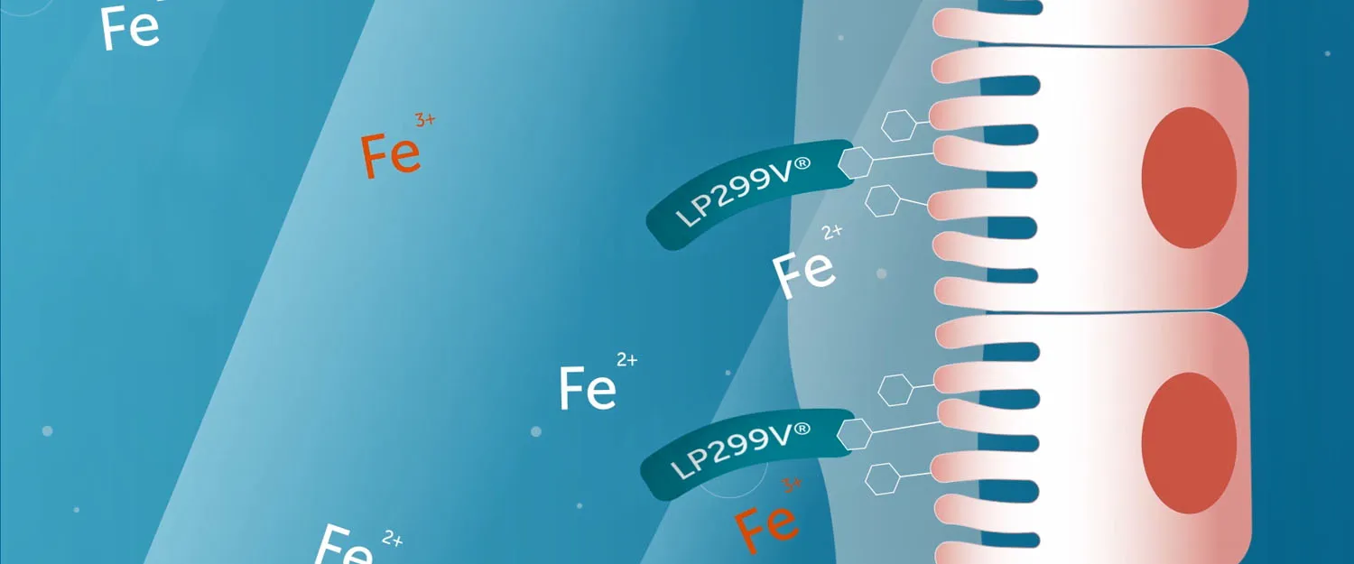 Probi Ferrosorb Mode Of Action 2 Web 1500X625